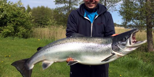 Merilohi 15,5kg